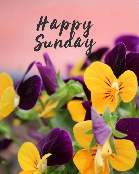 happy sunday images for whatsapp 11