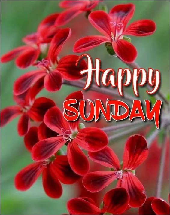 happy sunday images for whatsapp 6